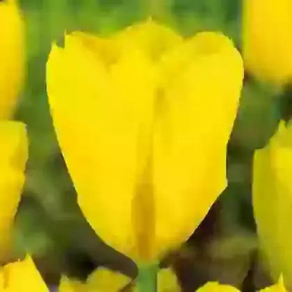 Yellow Purissima